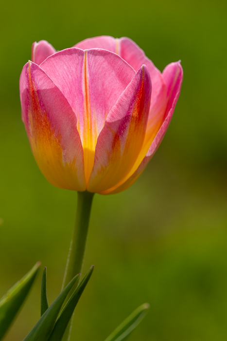 Biophilic;Bloom;Blossom;Blossoms;Botanical;Botanicals;Calm;Close-up;Concepts;Cool Colors;Cool Palette;Cool Tones;Flora;Floral;Flower;Floweret;Flowering;Flowers;Flowers & Plants;Green;Greens;Healing;Health care;Healthcare;Macro;Minimalism;Nature;Oneness;Pastoral;Petal;Pink;Sunlight;Sunshine;Yellow;biophilic design;biophilic interior design;bloom;color;flora;floral;flower;peaceful;plants;restful;serene;soothing;sunlit;tranquil;tulip;zen