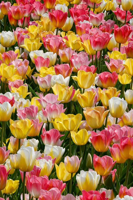 Biophilic;Bloom;Blossom;Blossoms;Botanical;Calm;Close-up;Concepts;Cool Colors;Cool Palette;Cool Tones;Flora;Floral;Flower;Floweret;Flowering;Flowers;Flowers & Plants;Green;Greens;Healing;Health care;Healthcare;Macro;Minimalism;Nature;Oneness;Pastoral;Petal;Pink;Sunlight;Sunshine;Yellow;biophilic design;biophilic interior design;bloom;color;flora;floral;flower;peaceful;plants;restful;serene;soothing;sunlit;tranquil;tulip;zen