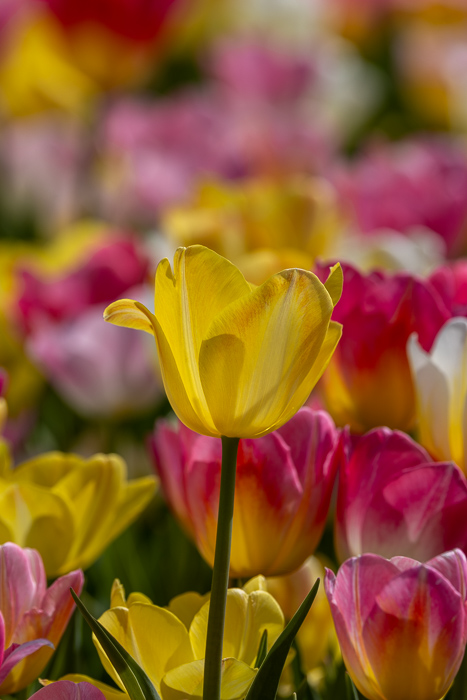 Biophilic;Bloom;Blossom;Blossoms;Botanical;Calm;Close-up;Concepts;Flora;Floral;Flower;Floweret;Flowering;Flowers;Flowers & Plants;Healing;Health care;Healthcare;Macro;Minimalism;Nature;Oneness;Pastoral;Petal;Sunlight;Sunshine;biophilic design;biophilic interior design;bloom;flora;floral;flower;peaceful;plants;restful;serene;soothing;sunlit;tranquil;tulip;zen