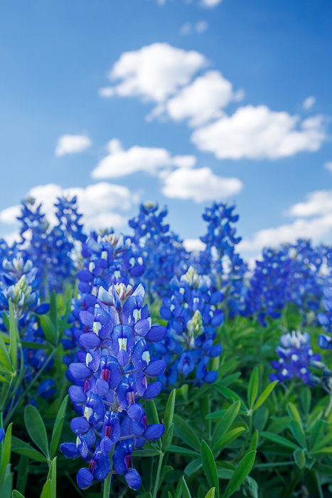 Biophilic;Bloom;Blossom;Blossoms;Blue;Calm;Close-up;Cloud;Cloud Formation;Clouds;Concepts;Cool Colors;Cool Palette;Cool Tones;Flora;Floral;Flower;Floweret;Flowering;Flowers;Flowers & Plants;Green;Greens;Healing;Health care;Healthcare;Looking up;Macro;Nature;Oneness;Pastoral;Sunlight;Sunshine;Texas;United States;Wildflower;biophilic design;biophilic interior design;bloom;color;field;flora;floral;flower;peaceful;plants;restful;serene;sky;soothing;sunlit;tranquil;zen
