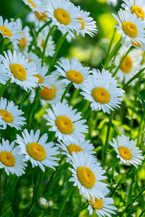 Biophilic;Bloom;Blossom;Blossoms;Botanical;Botanicals;Calm;Close-up;Concepts;Cool Colors;Cool Palette;Cool Tones;Daisies;Dew;Droplets;Drops;Flora;Floral;Flower;Floweret;Flowering;Flowers;Flowers & Plants;Green;Greens;Healing;Health care;Healthcare;Looking up;Macro;Nature;Oneness;Pastoral;Petal;Plant;Seasons;Springtime;Sun-up;Sunlight;Sunshine;Water Drops;Wildflower;Yellow;biophilic design;biophilic interior design;bloom;color;daisy;dew drops;dewdrop;dewy;drop;flora;floral;flower;landscape;peaceful;plants;restful;serene;soothing;spring;sunlit;tranquil