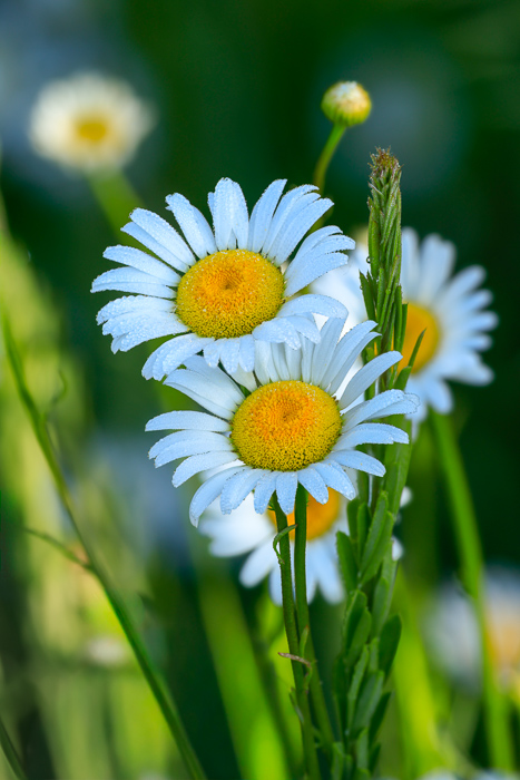 Biophilic;Bloom;Blossom;Blossoms;Calm;Close-up;Concepts;Daisies;Dew;Droplets;Drops;Flora;Floral;Flower;Floweret;Flowering;Flowers;Flowers & Plants;Healing;Health care;Healthcare;Looking up;Macro;Nature;Oneness;Pastoral;Petal;Sunlight;Sunshine;Water;Water Drops;Wildflower;bloom;daisy;dew drops;dewdrop;dewy;drop;flora;floral;flower;peaceful;plants;restful;serene;soothing;sunlit;tranquil;zen