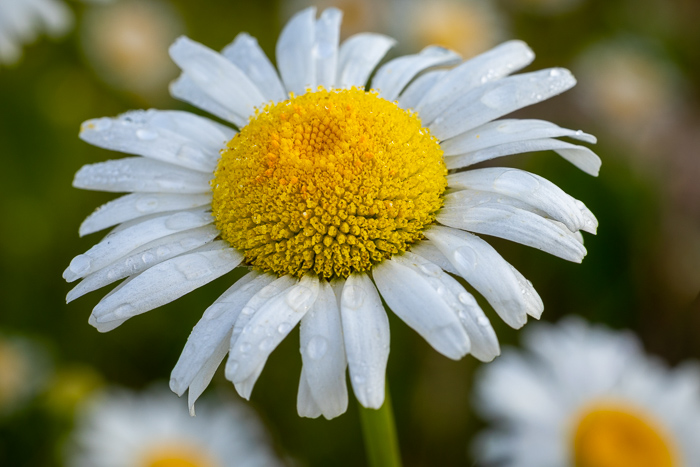Biophilic;Bloom;Blossom;Botanical;Calm;Close-up;Concepts;Flora;Floral;Healing;Health care;Healthcare;Macro;Natural;Nature;Oneness;Pastoral;Plant;Pollination;Soft;Sunlight;White;background;biophilic design;bright;calming;center;close up;daisy;daisy flower;delicate;dewdrops;flower;fresh;freshness;garden;green;meadow;outdoors;peaceful;petals;pollen;restful;restorative;seasonal;serene;soothing;spring;summer;texture;tranquil;vacation;water droplets;wildflower;yellow;yellow center