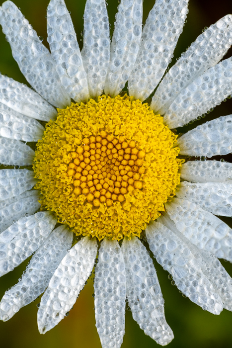 Abstract;Beauty;Biophilic;Bloom;Blossom;Botanical;Calm;Close-up;Concepts;Detail;Dew;Droplets;Drops;Flora;Floral;Flower;Flowers;Healing;Health care;Healthcare;Macro;Natural;Nature;Oneness;Pastoral;Petal;Plant;Sunlight;Sunshine;Water;Water Drops;Wildflower;Yellow;botany;bright;calming;center;color;colorful;daisy;dew drops;dewdrop;dewy;drop;flower;fresh;freshness;garden;macro photography;morn;morning;morning dew;pattern;peaceful;petals;plants;pollen;radial;reflection;restful;restorative;serene;soothing;spring;summer;sunlit;symmetry;texture;tranquil;wet;white petals;yellow center;zen