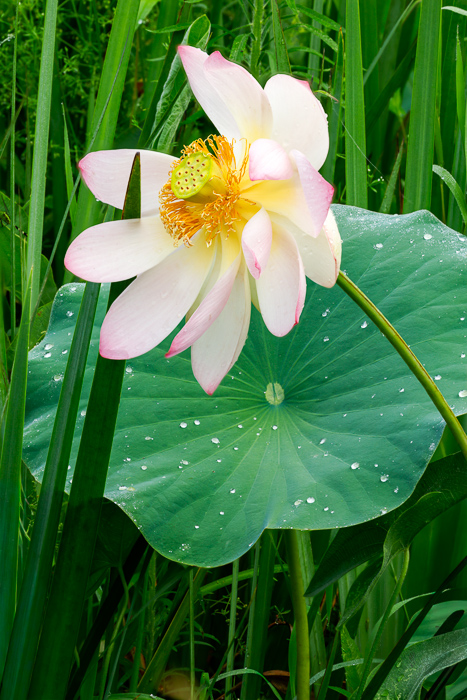 Biophilic;Bloom;Blossom;Botanical;Calm;Concepts;Dew;Environment;Floral;Healing;Health care;Healthcare;Leaf;Macro;Natural;Nature;Oneness;Pastoral;Plant;Seed Pod;Stamen;Tranquility;aquatic;aquatic plant;biophilic design;calming;closeup;exotic;flower;garden;grasses;green;growth;lotus;lotus flower;lotus leaf;marsh;morn;morning;outdoors;peaceful;petals;pink lotus;pond;purity;restful;restorative;serene;serenity;soothing;summer;tranquil;water droplets;wet;wetland