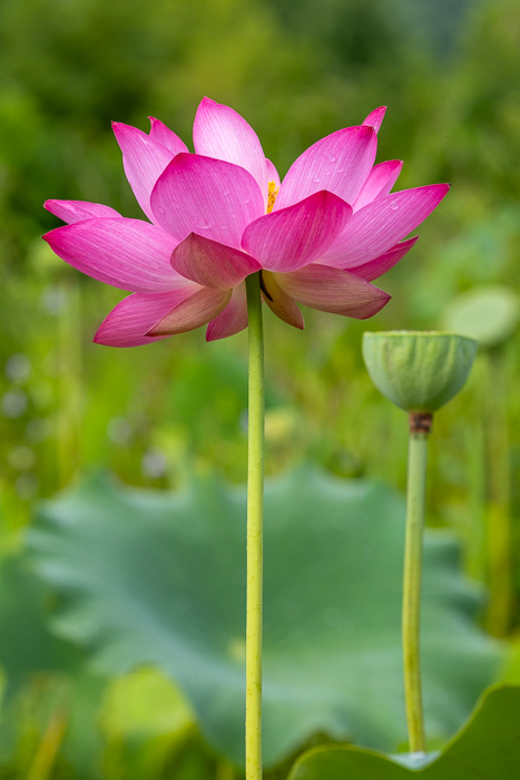 Beauty;Biophilic;Bloom;Blossom;Blossoms;Botanical;Botanicals;Calm;Close-up;Concepts;Cool Colors;Cool Palette;Cool Tones;Flora;Flower;Floweret;Flowering;Flowers;Flowers & Plants;Green;Greens;Healing;Health care;Healthcare;Leaf;Leaves;Macro;Meditation;Minimalism;Natural;Nature;North Carolina;Oneness;Pastoral;Petal;Pink;Plant;Stem;Tranquility;United States;Water;Water Lotus;Waterscape;aquatic;bloom;calming;color;delicate;eco;flora;flora detail;floral;flower;foliage;fresh;garden;green;lake;lotus;lotus flower;marsh;ornamental;peaceful;pink lotus;plants;pond;purity;reed;restful;restorative;serene;soft bokeh;soothing;summer;tranquil;wetland;zen