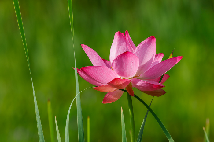 Beauty;Biophilic;Bloom;Blossom;Blossoms;Botanical;Botanicals;Calm;Close-up;Concepts;Flora;Flower;Floweret;Flowering;Flowers;Flowers & Plants;Healing;Health care;Healthcare;Macro;Meditation;Minimalism;Natural;Nature;North Carolina;Oneness;Pastoral;Petal;Pink;Plant;Stem;Tranquility;United States;Water;Water Lotus;Waterscape;aquatic;bloom;calming;delicate;eco;flora;flora detail;floral;flower;fresh;garden;green;lake;lotus;lotus flower;marsh;ornamental;peaceful;pink lotus;plants;pond;purity;reed;restful;restorative;serene;soft bokeh;soothing;summer;tranquil;wetland;zen