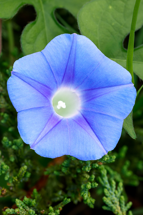 Beauty;Biophilic;Bloom;Blossom;Blossoms;Blue;Botanical;Calm;Concepts;Cool Colors;Cool Palette;Cool Tones;Dew;Flora;Floral;Floweret;Flowering;Flowers;Flowers & Plants;Green;Greens;Healing;Health care;Healthcare;Macro;Minimalism;Nature;Oneness;Outdoor;Pastoral;Petal;Plant;Stamen;Sunlight;bloom;blue;botany;bright;calming;closeup;color;colorful;delicate;flora;floral;flower;foliage;garden;green;growth;horticulture;morn;morning;morning glory;ornamental;peaceful;plants;pollen;purple;restful;restorative;serene;soothing;spring;summer;symmetry;texture;tranquil;trumpet;vibrant;violet;wildflower;zen