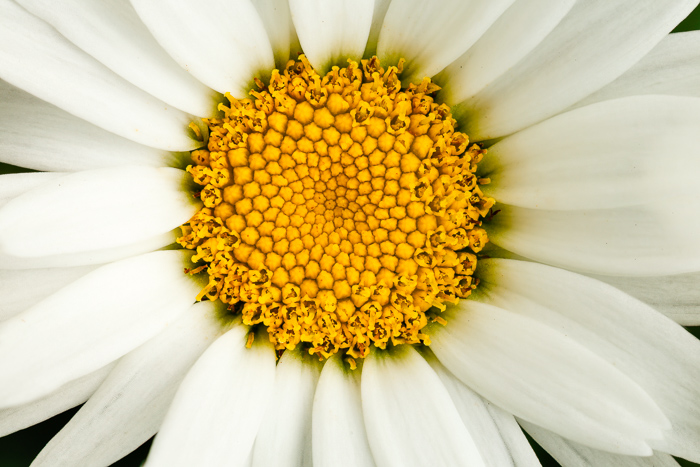 Abstract;Beauty;Biophilic;Bloom;Blossom;Botanical;Botanicals;Calm;Close-up;Concepts;Detail;Flora;Floral;Flower;Flowers;Healing;Health care;Healthcare;Macro;Natural;Nature;Oneness;Pastoral;Petal;Plant;Sunlight;Sunshine;Water;Water Drops;Wildflower;Yellow;botany;bright;calming;center;color;colorful;daisy;flower;fresh;freshness;garden;macro photography;morn;morning;morning dew;pattern;peaceful;petals;plants;pollen;radial;reflection;restful;restorative;serene;soothing;spring;summer;sunlit;symmetry;texture;tranquil;wet;white petals;yellow center;zen
