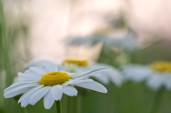 Bloom;Blossom;Blossoms;Daisies;Floret;Flower;Floweret;Flowering;Flowers;Petal;Petals;Pistel;Stamen;White;Yellow;Green