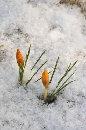 Close-up;Blossom;Pistil;Petals;Flower;Blossoms;Bloom;Snow;Floweret;Petal;Floret;Stamen;Flowers