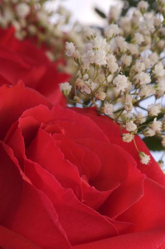 Abstract;Abstractions;Bloom;Blossom;Blossoms;Floret;Flower;Floweret;Flowers;Patterns;Petal;Petals;Pistel;Shapes;Stamen;Textures