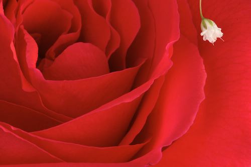 Abstract;Abstractions;Bloom;Blossom;Blossoms;Floret;Flower;Floweret;Flowers;Patterns;Petal;Petals;Pistel;Shapes;Stamen;Textures