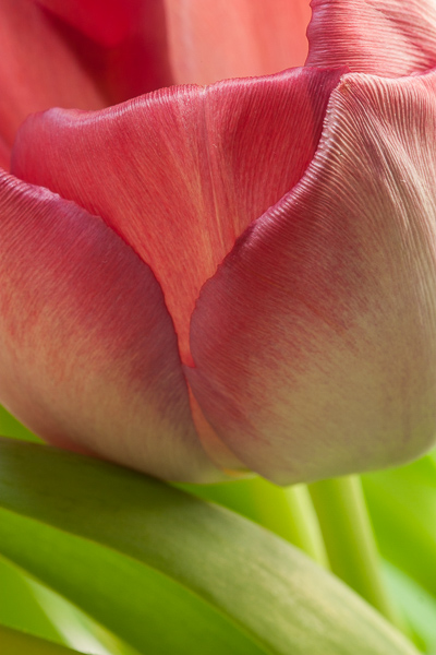 Abstract;Bloom;Blossom;Blossoms;Botanical;Bud;Calm;Close-up;Cool Colors;Cool Palette;Cool Tones;Flora;Floral;Floweret;Flowering;Flowers;Flowers & Plants;Green;Greens;Healing;Health care;Healthcare;Leaves;Macro;Minimalism;Nature;Pastoral;Petal;Pink;Plant;Stock categories;Warm Colors;Warm Palette;Warm Tones;bloom;botanicals;color;flora;floral;flower;green;leaves;oneness;peaceful;plants;red;restful;serene;soothing;tranquil;zen