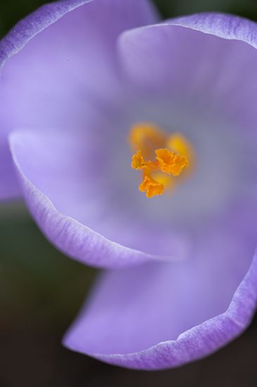 Floret;Floweret;Stamen;Pistel;Petals;Petal;Blossoms;Blossom;Bloom;Flowers;Flower;Wood;Woodland;Woods;Timber;Timberland;Forest;Ancient;Rainforest;Nature;Natural;outdoors;Ferns;Roots;Log;Nursery