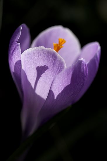 Floret;Floweret;Stamen;Pistel;Petals;Petal;Blossoms;Blossom;Bloom;Flowers;Flower;Wood;Woodland;Woods;Timber;Timberland;Forest;Ancient;Rainforest;Nature;Natural;outdoors;Ferns;Roots;Log;Nursery