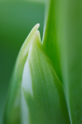 Abstract;Abstractions;Bloom;Blossom;Blossoms;Floret;Flower;Floweret;Flowering;Flowers;Green;Patterns;Petal;Petals;Pistel;Shapes;Stamen;Textures;White