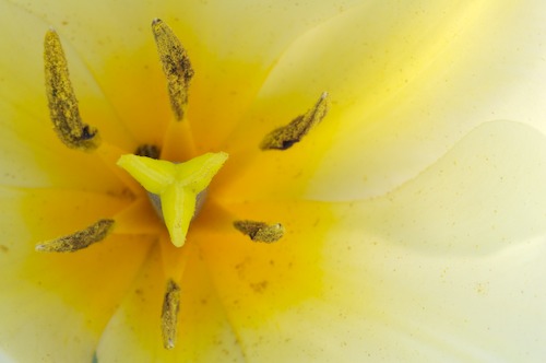 Abstract;Abstractions;Bloom;Blossom;Blossoms;Floret;Flower;Floweret;Flowering;Flowers;Patterns;Petal;Petals;Pistel;Shapes;Stamen;Textures;White;Yellow