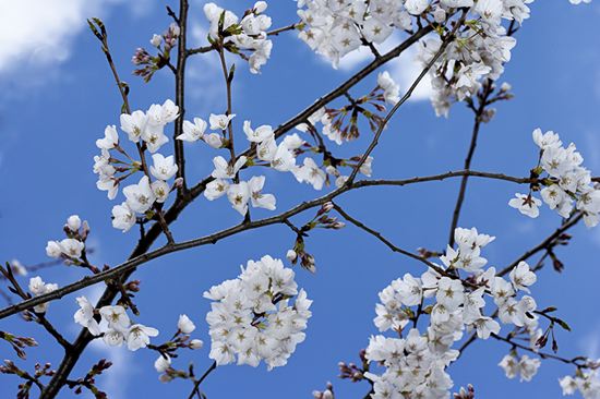 Floret;Floweret;Stamen;Pistel;Petals;Petal;Blossoms;Blossom;Bloom;Flowers;Flower;Plant;Trunk;Bark;Leafy;Branches;Branch;Woodland;Herbaceous;Shrub;Bush;Trees;Tree Trunk