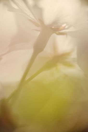 Petal;Blossoms;Bloom;Flower;Spring;Patterns;Blossom;Flowering;Stamen;Abstract;Details;Pistil;close-up;Abstractions;Shapes;Petals;Floweret;Textures;Flowers;White;Floret;Pink