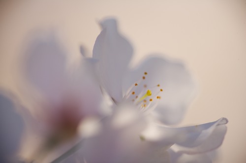 Abstract;Abstractions;Bloom;Blossom;Blossoms;Floret;Flower;Floweret;Flowering;Flowers;Patterns;Petal;Petals;Pink;Pistel;Shapes;Spring;Stamen;Textures;White