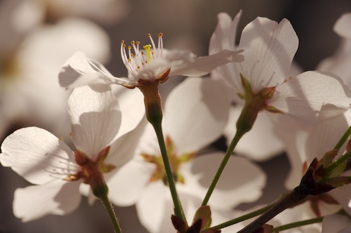 Abstract;Abstractions;Bloom;Blossom;Blossoms;Floret;Flower;Floweret;Flowering;Flowers;Patterns;Petal;Petals;Pink;Pistel;Shapes;Spring;Stamen;stems;Textures;White