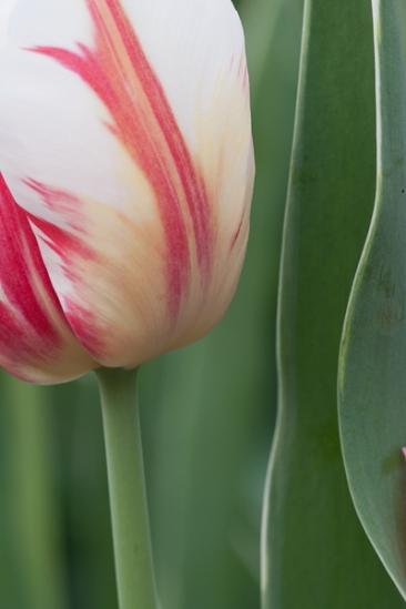 Abstract;Abstractions;Bloom;Blossom;Blossoms;Botanical;Calm;Close-up;Cool Colors;Cool Palette;Cool Tones;Floral;Floret;Floweret;Flowering;Flowers;Flowers & Plants;Green;Greens;Healing;Health care;Healthcare;Macro;Minimalism;Nature;Pastoral;Patterns;Petal;Petals;Pink;Pistil;Seasons;Spring;Springtime;Stamen;Stock categories;Textures;Variegated;Warm Colors;Warm Palette;Warm Tones;White;bloom;botanicals;color;early;flora;floral;flower;green;oneness;peaceful;plants;red;restful;serene;shapes;soothing;tranquil;tulips;zen