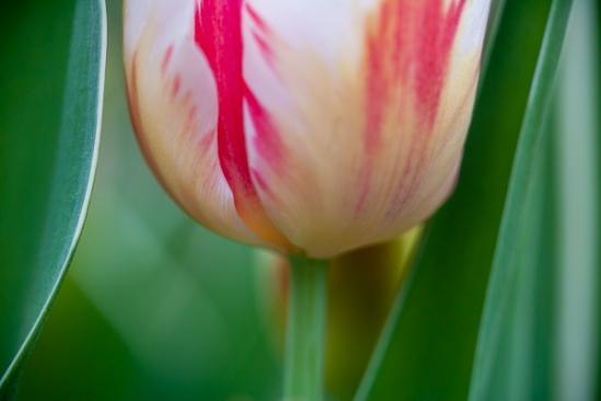 Abstract;Abstractions;Bloom;Blossom;Blossoms;Botanical;Calm;Close-up;Cool Colors;Cool Palette;Cool Tones;Floral;Floret;Floweret;Flowering;Flowers;Flowers & Plants;Green;Greens;Healing;Health care;Healthcare;Macro;Minimalism;Nature;Pastoral;Patterns;Petal;Petals;Pink;Pistil;Seasons;Spring;Springtime;Stamen;Stock categories;Textures;Variegated;Warm Colors;Warm Palette;Warm Tones;White;bloom;botanicals;color;early;flora;floral;flower;green;oneness;peaceful;plants;red;restful;serene;shapes;soothing;tranquil;tulips;zen