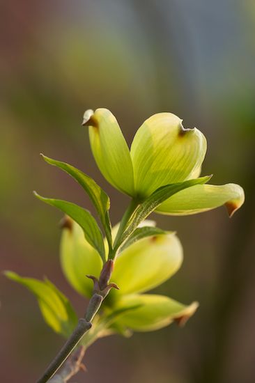 botany;veins;close-up;Stem;Botanical;Green;herbage;plants;Brown;herb;Red;plant;flora;Botanicals;shrub;Spring;greenery;Vegetation