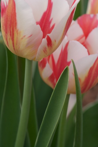 Abstract;Abstractions;botanical;botanicals;botany;flora;green;greenery;herb;herbage;Patterns;plant;plants;red;Shapes;shrub;Textures;tulips;vegetation;White