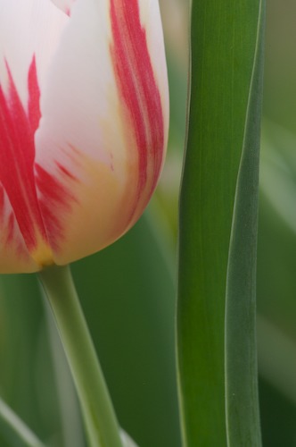 Abstract;Abstractions;botanical;botanicals;botany;flora;green;greenery;herb;herbage;Patterns;plant;plants;red;Shapes;shrub;Textures;tulips;vegetation;White