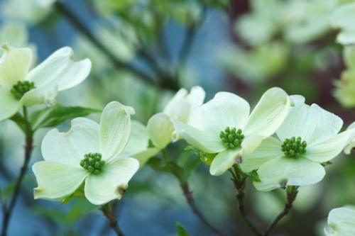 Branches;Pistil;Tree Trunk;Blossoms;Bark;Herbaceous;Tree;Floret;Flower;Petals;Stamen;Flowering;Trunk;White;Petal;Branch;Flowers;Green;Bloom;Spring;Trees;Blossom;Plant;Floweret