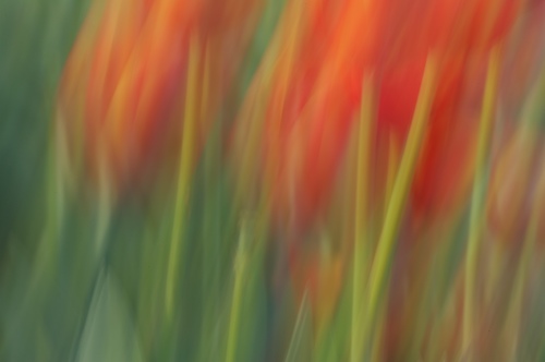 Abstract;Abstractions;Bloom;Blossom;Blossoms;Floret;Flower;Floweret;Flowering;Flowers;Green;Patterns;Petal;Petals;Pistel;Red;Shapes;Spring;Stamen;Textures;White;Yellow