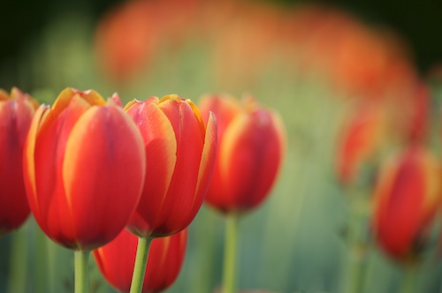 Bloom;Blossom;Blossoms;Floret;Flower;Floweret;Flowering;Flowers;Green;Petal;Petals;Pistel;Red;Spring;Stamen;White;Yellow