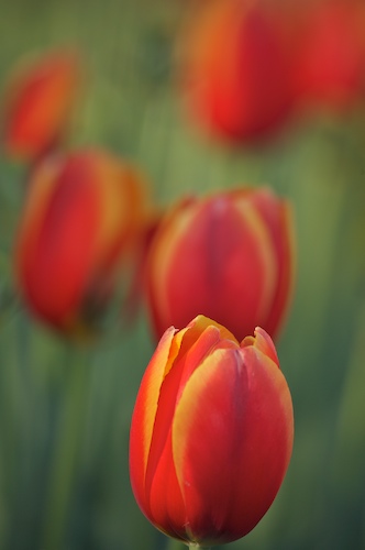 Bloom;Blossom;Blossoms;Floret;Flower;Floweret;Flowering;Flowers;Green;Petal;Petals;Pistel;Red;Spring;Stamen;White;Yellow