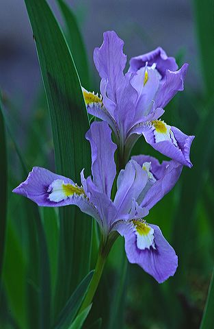 Flower;Blooming;Blossom;Bloom;Plants;Flowering;Botanical;Nature;Petal;Garden;Colorful;Outdoor;Vegetation;Natural;Floral;Herb;Flowers;Stamen;Pistil;Stem