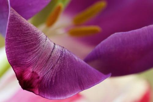 Blossoms;Blossom;Flower;Purple;Stem;Abstract;Spring;Petal;Yellow;Flowering;Stamen;Textures;Red;Close-up;Flowers;variegated;Floweret;Petals;Patterns;Floret;Shapes;close up;Abstractions;Bloom;White;Green;Pistil