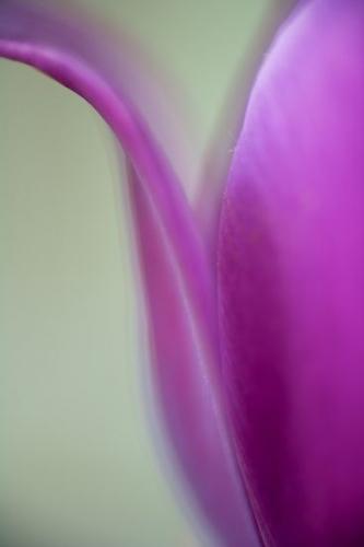 Flowering;Patterns;Pistil;Green;Stamen;close up;Purple;Petals;Abstract;Flowers;Floret;Petal;Spring;Stem;variegated;Yellow;White;Bloom;Flower;Blossoms;Textures;Blossom;Shapes;art deco;Floweret;Red;Abstractions