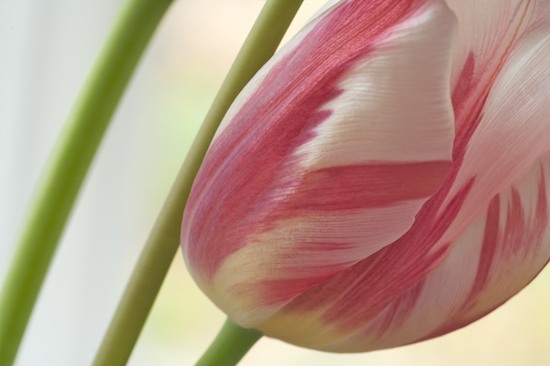 Abstract;Abstractions;Bloom;Blossom;Blossoms;close up;Floret;Flower;Floweret;Flowering;Flowers;Green;Patterns;Petal;Petals;Pistil;Purple;Red;Shapes;Spring;Stamen;Stem;Textures;variegated;White;Yellow