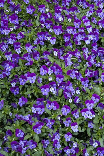 Floret;Floweret;Stamen;Pistel;Petals;Petal;Blossoms;Blossom;Bloom;Flowers;Flower;Closeup;Lavendar;Blue