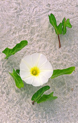 Flower;Blooming;Blossom;Bloom;Plants;Flowering;Botanical;Nature;Petal;Garden;Colorful;Outdoor;Vegetation;Natural;Floral;Herb;Flowers;Stamen;Pistil;Stem;Ocean;Beach;Waves;Shore;Shoreline;Sand;Wet;Water;Sandy;Sea;Abstract;Abstractions;Patterns;Shapes;Textures