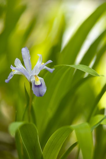 botanical;plant;plants;botanicals;botany;vegetation;greenery;flora;herbage;herb;shrub;Floret;Floweret;Stamen;Pistel;Petals;Petal;Blossoms;Blossom;Bloom;Flowers;Flower
