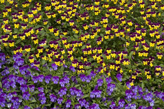 Textures;Shapes;Patterns;Abstractions;Abstract;Floret;Floweret;Stamen;Pistel;Petals;Petal;Blossoms;Blossom;Bloom;Flowers;Flower