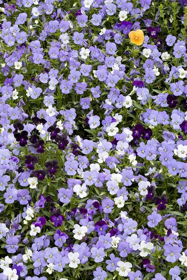Textures;Shapes;Patterns;Abstractions;Abstract;Floret;Floweret;Stamen;Pistel;Petals;Petal;Blossoms;Blossom;Bloom;Flowers;Flower