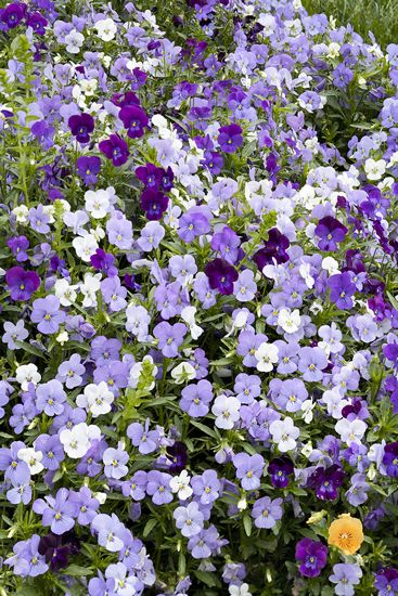 Textures;Shapes;Patterns;Abstractions;Abstract;Floret;Floweret;Stamen;Pistel;Petals;Petal;Blossoms;Blossom;Bloom;Flowers;Flower
