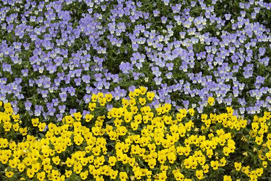 Textures;Shapes;Patterns;Abstractions;Abstract;Floret;Floweret;Stamen;Pistel;Petals;Petal;Blossoms;Blossom;Bloom;Flowers;Flower