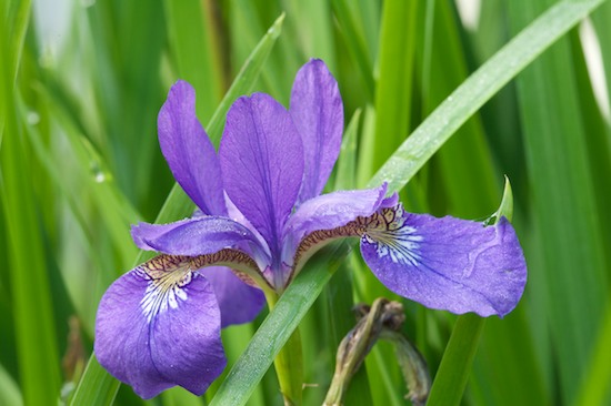 Bloom;Blossom;Blossoms;damp;Dew;dewy;drop;droplet;Floret;Flower;Floweret;Flowers;Green;Lavender;moisture;Petal;Petals;Pistil;Purple;Stamen;water;wet