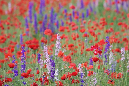 Bloom;Blossom;Blossoms;Blue;Floret;Flower;Floweret;Flowering;Flowers;Green;Petal;Petals;Pistel;Purple;Red;Stamen