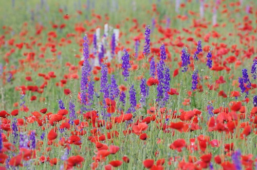 Bloom;Blossom;Blossoms;Blue;Floret;Flower;Floweret;Flowering;Flowers;Green;Petal;Petals;Pistel;Purple;Red;Stamen
