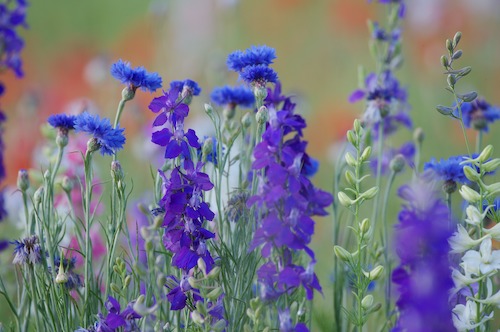 Bloom;Blossom;Blossoms;Blue;Floret;Flower;Floweret;Flowering;Flowers;Green;Petal;Petals;Pistel;Purple;Red;Stamen